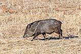 Javelina Bosque New Mexico Dec 2021